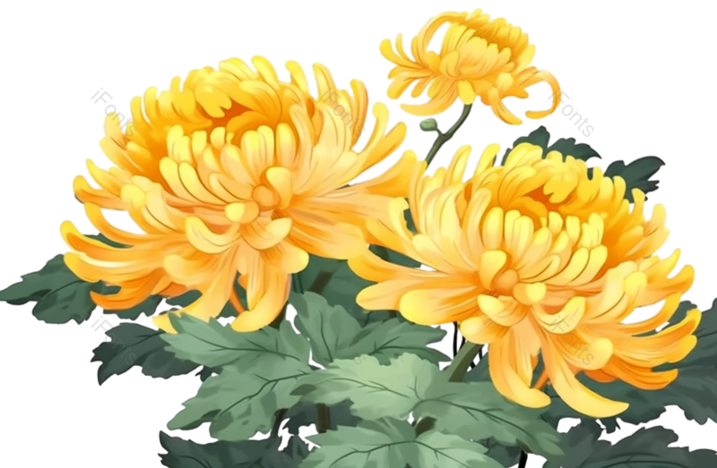 黄色的花图片,白色背景元素,PNG,免抠素材
